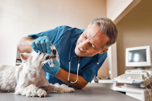 Best Emergency Dental Care for Sports Injuries in Kearney Park, MS